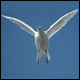 post-105260-1181739946_thumb.gif
