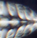 post-15895-1149069821_thumb.jpg