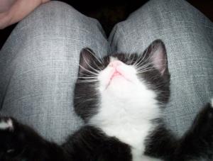 post-21062-1135975565_thumb.jpg
