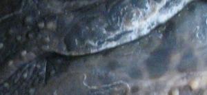 post-24566-1151513129_thumb.jpg