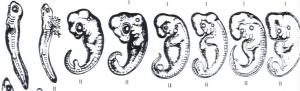 post-3851-1146322124_thumb.jpg