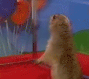 post-38834-1181899790_thumb.gif