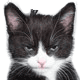 post-49565-1138402259_thumb.gif