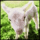post-49565-1138450496_thumb.gif