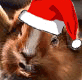 post-63-1102797981_thumb.gif