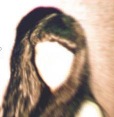 post-64043-1173025213_thumb.jpg
