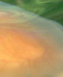 post-72329-1149424046_thumb.jpg