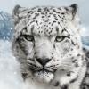 Snowleopard