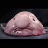 Blobfisk