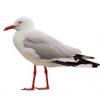 EvilSeagull