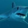 shortfin mako