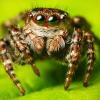 Salticidaen