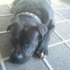 dogwonder