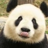 Pandurr