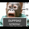 duppsko